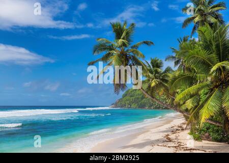 Palme su spiaggia tropicale vacanze estive Foto Stock