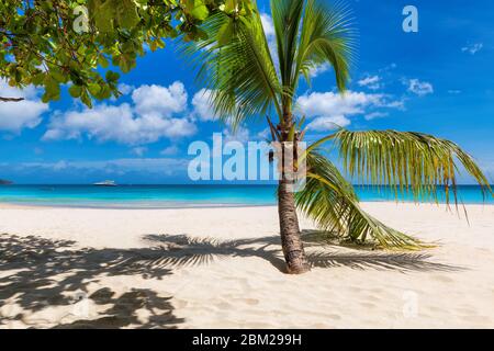 Palme su spiaggia tropicale vacanze estive Foto Stock