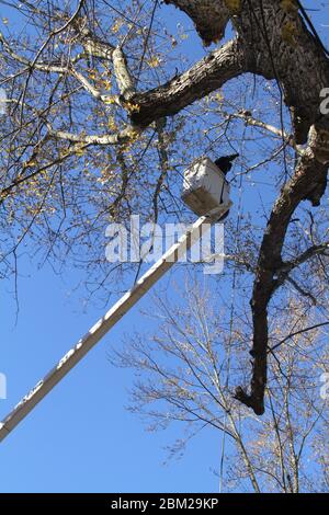 Personale di assistenza con carrello a benna che taglia un albero grande Foto Stock