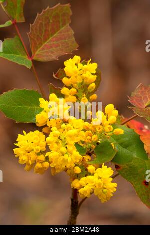 Oregon uva in fiore, Deschutes National Forest, Metolius Wild e Scenic River, Oregon Foto Stock