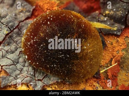 Cacoxenite - Leonie i Mine, Auerbach in der Oberpfalz, Distretto Amberg-Sulzbach, Alto Palatinato, Baviera, Germania Foto Stock