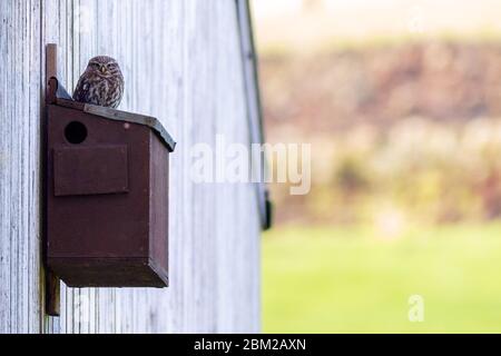 Little OWL (Athene noctua) si trova in cima ad una scatola di nidificazione nella campagna, Burley Woodhead, West Yorkshire, Regno Unito Foto Stock