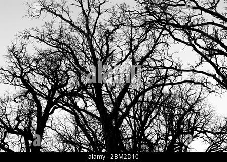 Diversi rami di albero Twisted che sono silhouetted Foto Stock