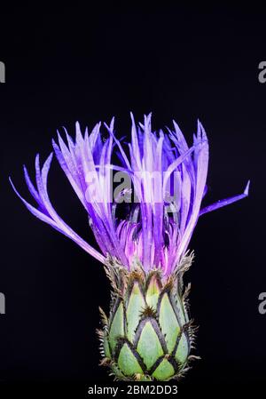 Studio macro primo piano di isolato corn flower viola (centaurea ciano) testa con germoglio (fuoco su germoglio) e sfondo nero Foto Stock