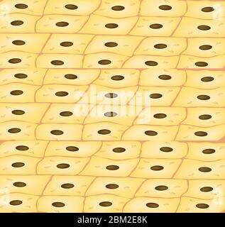 La struttura del derma. Epidermide di fondo. Citologia struttura istologica della pelle. Sfondo dell'epitelio. Illustrazione vettoriale Illustrazione Vettoriale