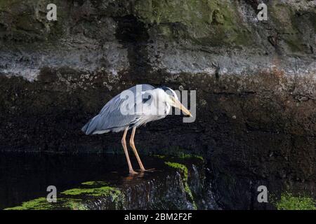 Heron grigio, Ardea cinerea, singolo adulto in piedi sullo stramazzo in attesa di pesce. Pembrokeshire, Galles, Regno Unito. Foto Stock