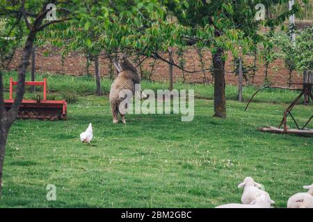 Pecora sulle gambe posteriori che mangia foglie dall'albero Foto Stock