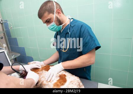 preparazione ecografica di un cane in una clinica di veterinario blu e guanti Foto Stock