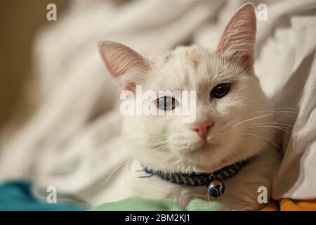 Un primo piano di un gatto sdraiato su un letto Foto Stock