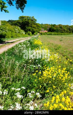 Fiori lungo l'orlo di una strada di campagna del Norfolk in primavera. Foto Stock