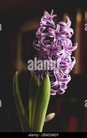 Viola Hyacinth fiore in luce drammatica di fronte a una libreria Foto Stock