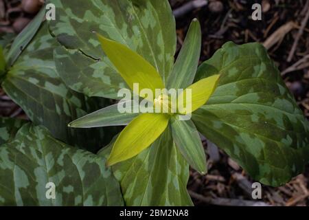 Trillium luteum o trillium giallo in una giornata trascorsa. Foto Stock