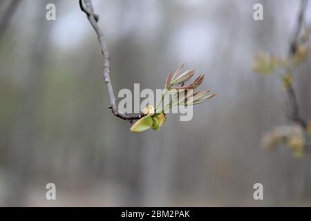 Isolato shagbark hickory fioritura in primavera Foto Stock