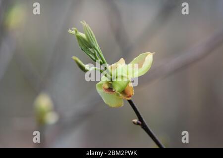 Primo piano di isolano Shagbark hickory fiore in primavera Foto Stock