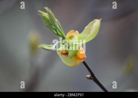 Primo piano di isolano Shagbark hickory fiore in primavera Foto Stock