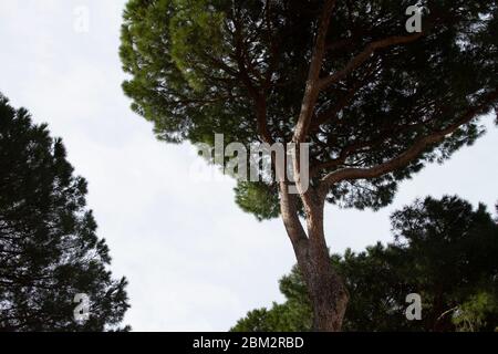 Cime degli alberi di pini di pietra (Pinus pinea) Foto Stock