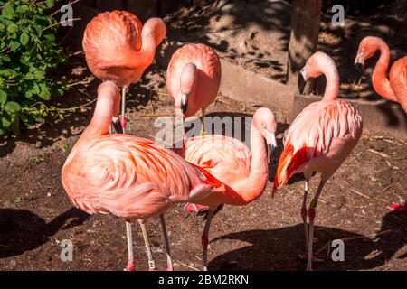 I fenicotteri si riuniscono nel loro recinto al John Ball Zoo Foto Stock