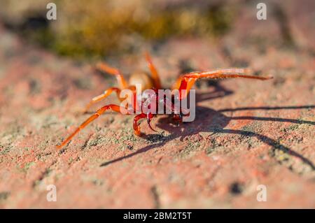 Ragno Woodlouse Foto Stock