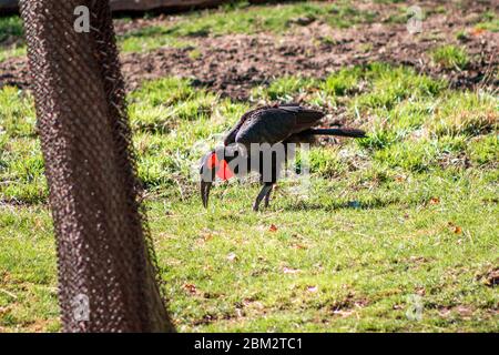 Southern Ground Hornbill in un campo al John Ball Zoo Foto Stock