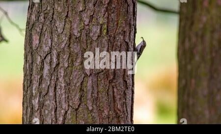 Treecreeper (Certhiidae) con un ragno nel suo becco che scricchiolano su un pino, Regno Unito Foto Stock