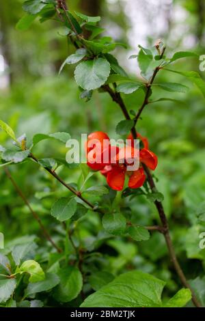 Primi fiori primaverili Texas Scarlet fioritura Quince (chaenomeles giapponese) fiori rossi con gocce di pioggia sui petali. Sfondo verde sfocato Foto Stock