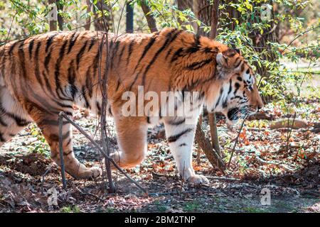 Tiger che vagano nel suo recinto in una giornata soleggiata al John Ball Zoo di Grand Rapids, Michigan Foto Stock