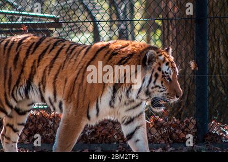 Tiger che vagano nel suo recinto in una giornata soleggiata al John Ball Zoo Foto Stock
