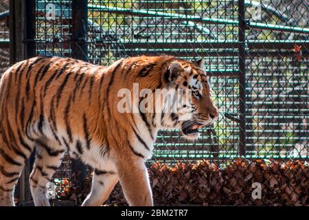 Tiger roaming nel suo recinto in una giornata di sole Foto Stock