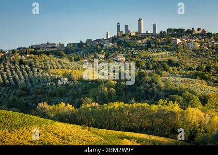 Sera La luce del sole sui vigneti e oliveti sotto San Gimignano, Toscana, Italia Foto Stock