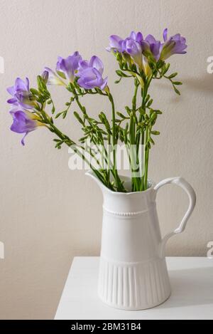 Fiori viola di Freesia al vaso bianco. Foto Stock