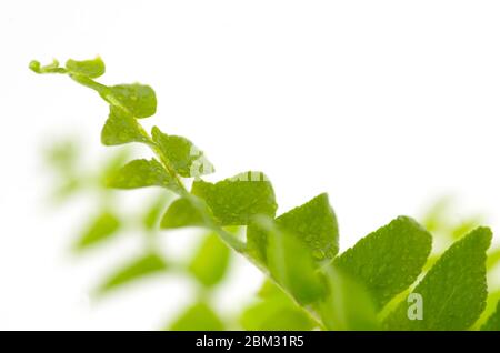 Gocce di pioggia sulle foglie di felce. Foto Stock