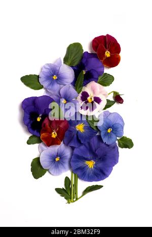 Viola pianta fiore viola in fiore con spazio copia Foto Stock