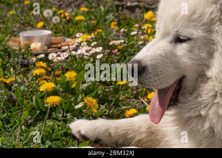 Primo piano di un cane bianco samoiato su un prato verde Foto Stock
