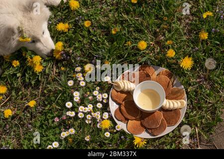 Cane samoiato che guarda il piatto con frittelle mentre si trova sull'erba verde e fiori Foto Stock