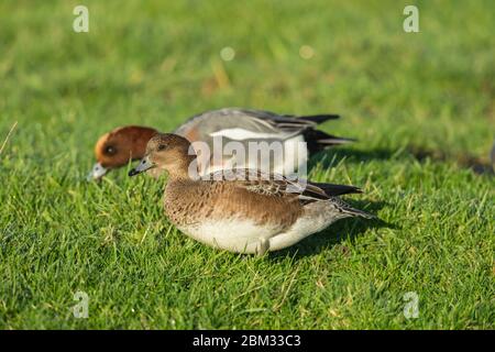 Eurasian Wigeon Anas penelope, coppia adulta, foraging su prassland, Buckenham Marshes, Norfolk, UK, dicembre Foto Stock