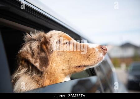 Cani che guardano fuori dal finestrino dell'auto dal sedile posteriore Foto Stock