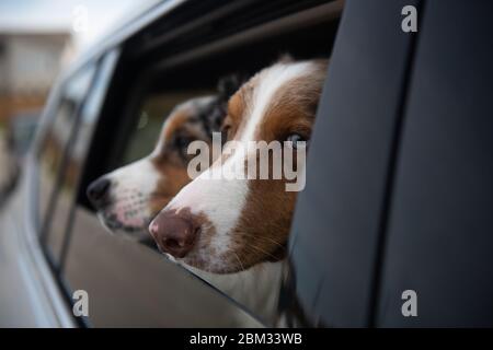 Cani che guardano fuori dal finestrino dell'auto dal sedile posteriore Foto Stock