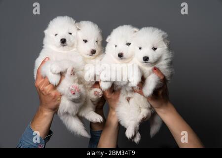 Gruppo di 4 carini puppys samoyed isolati su sfondo grigio Foto Stock