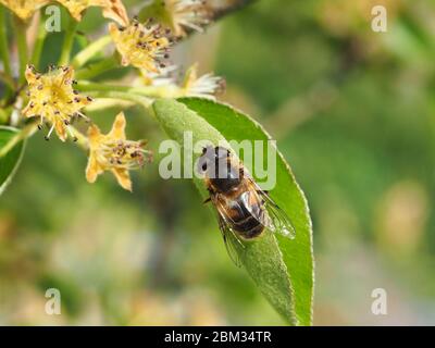 Hoverfly, il drone-Fly Eristalis tenax Foto Stock
