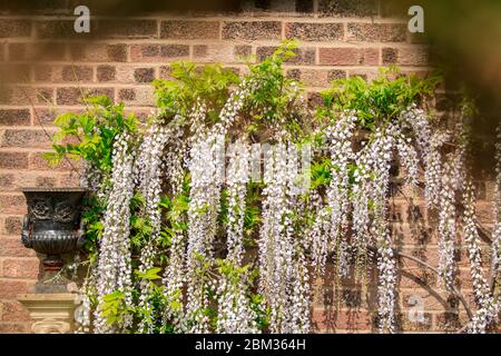 sfondo naturale con fiori di primavera Foto Stock