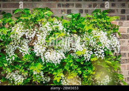 sfondo naturale con fiori di primavera Foto Stock