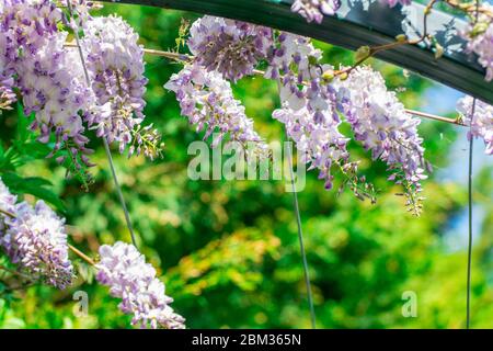 sfondo naturale con fiori di primavera Foto Stock