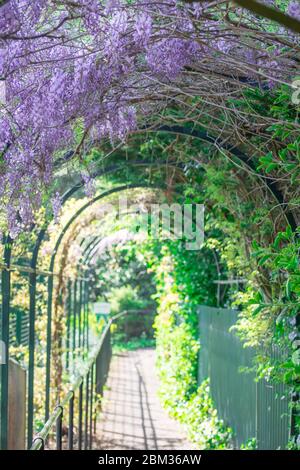 sfondo naturale con fiori di primavera Foto Stock