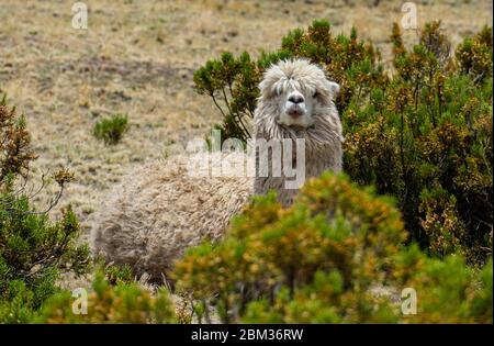 Alpaca nelle Ande peruviane che guarda carino Foto Stock