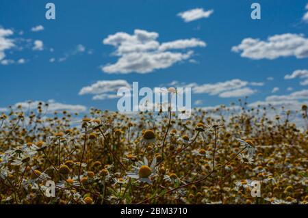 Bellissimi fiori con cielo blu nuvoloso sullo sfondo Foto Stock