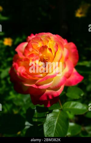 Floribunda, Rose, nobile rose. Giallo e Arancione Rosa piante. Un impianto con modifica colore rose. Rose multicolori con sorprendente combinazione og rosso, ye Foto Stock