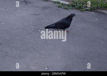 I piccioni camminano sul sentiero asfaltato del parco per trovare cibo. Perché camminare per terra spesso ha un sacco di cibo che li aspetta. Maiale grigio Foto Stock