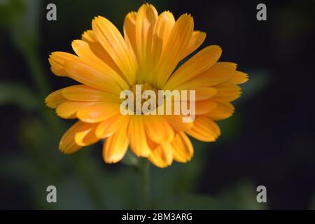 Fiori di calendula arancione. Fioritura di fiori di mare. Fresco organico calendula marigold fiori sfondo. Erbe medicinali. Estate fiori di mare. Foto Stock