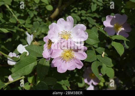 Boccola di rosa canina che fiorisce in primavera. Luminose bellissimi fiori di rosa canina di delicato colore rosa di toni pastello. Fiori medicinali preparazione del tè per pesare Foto Stock