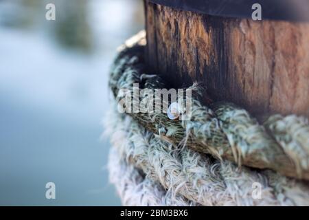 Corda inchiodata intorno palo boschivo Foto Stock